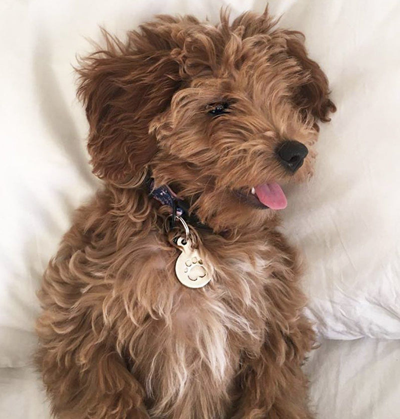 Large Paw Print Pet Tag Jewelry Helen Ficalora 